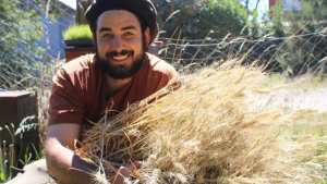 Bariloche volvió a tener su propia cosecha de trigo