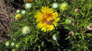 Plantas autóctonas: las zonas fitogeográficas del país