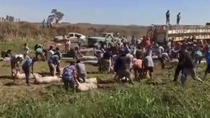 Las increíbles imágenes que dejó el vuelco de un camión con chanchos en Córdoba
