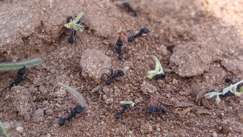 Las hormigas que construyen hormigueros con montículos externos sufren una reducción de la población por los incendios