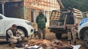 Secuestran en la cordillera ciervos cazados y faenados de manera clandestina
