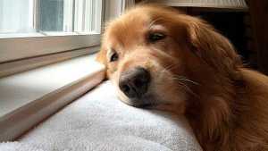 El hiperapego canino: qué es y cómo prevenirlo