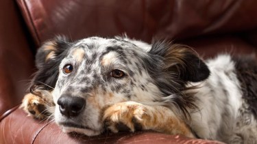 Muchos sufren además de ansiedad una inmensa tristeza al no sentirse seguros del regreso de su responsable humano