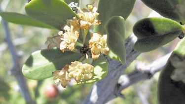 La flor amarillenta del Molle, que cuenta con un fruto al estilo drupa (como las cerezas) en su madurez.