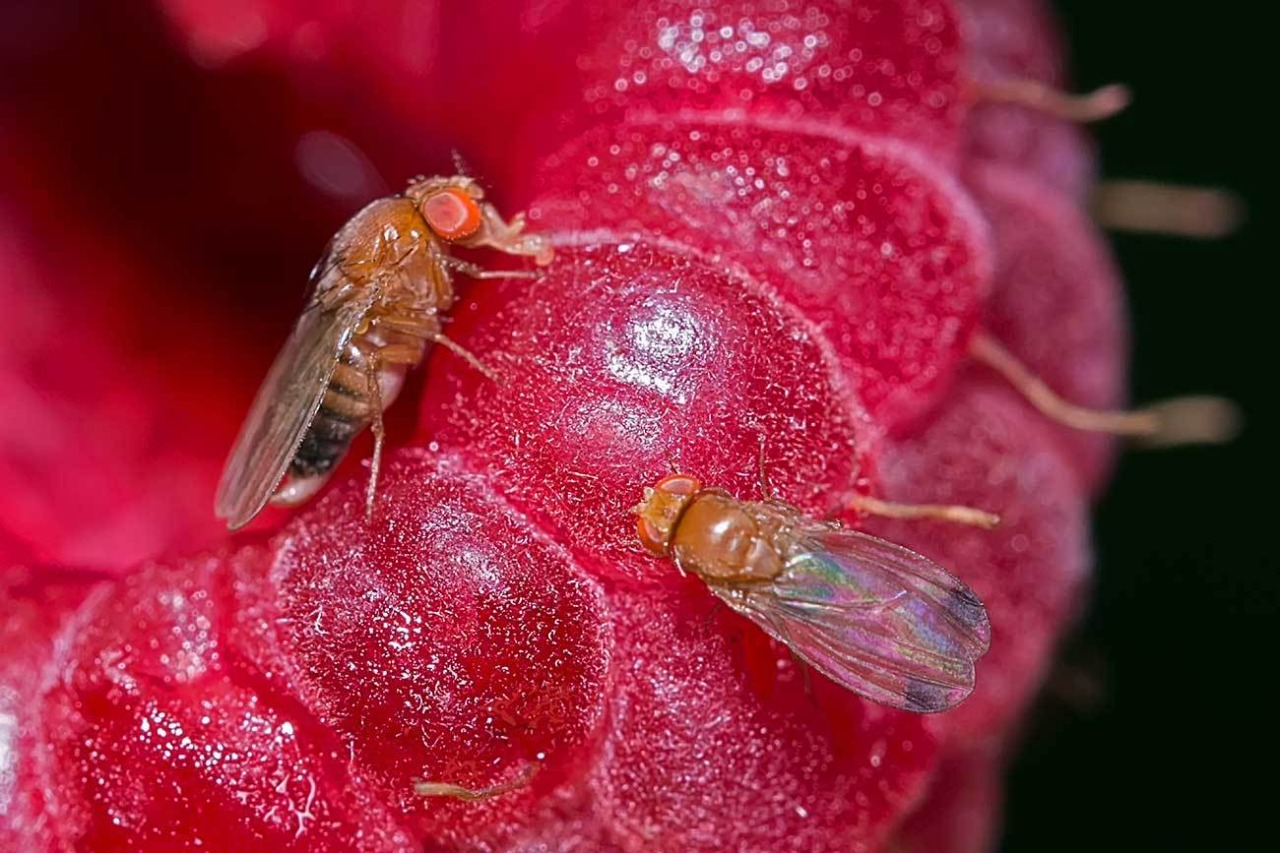 La Drosophila suzukii es una especie de origen asiático que se ha expandido por todo el mundo. Foto: gentileza