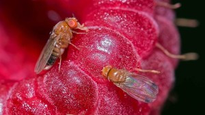 La mosca japonesa que es el terror de la fruta fina en la Comarca Andina