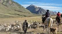 Imagen de Postales inolvidables de la trashumancia por los caminos neuquinos: se pide transitar con cuidado