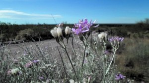 Plantas autóctonas: olivillo, charcao y la huella
