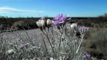 “Olivillo” en flor, una de las especies que podemos encontrar en nuestros territorios autóctonos.