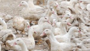 Francia sacrificó 10 millones de aves para contener el brote de gripe aviar