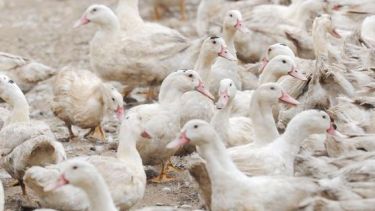 Las  más afectadadas son las granjas de patos destinados a la producción de foie gras.