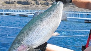 La acuicultura en la Patagonia y la Ley Nacional