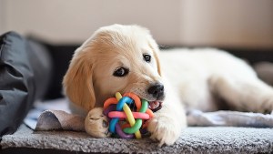 ¿Qué es el apego primario y secundario en los cachorros?