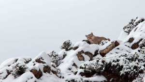 Polémica por caza de pumas: para el intendente, el hecho no ocurrió en Buta Ranquil