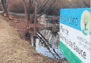 Manejar los sauces del Río Chimehuin