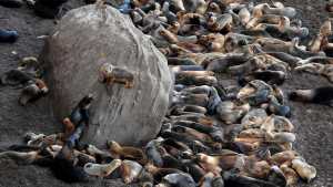 Confirman gripe aviar en un lobo marino de Río Negro, es el primero en la provincia