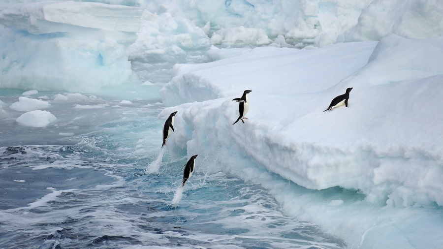 Se expande la gripe aviar en la Antártida: detectan el virus en pingüinos y cormoranes. Foto: ilustrativa de Andés Bonetti (Télam).