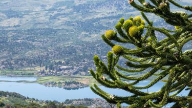 Los senderos y miradores de Aluminé llevan a los turistas a una cita íntima con la naturaleza. Se respeta el silencio, se respira el aire puro a medida que se conocen otras formas de disfrutar. Fotos gentileza: Turismo Aluminé

