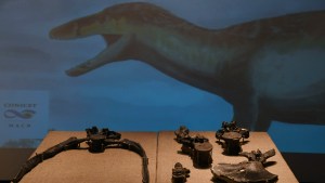 Hallaron los restos del dino megarraptor más grande del mundo en Santa Cruz