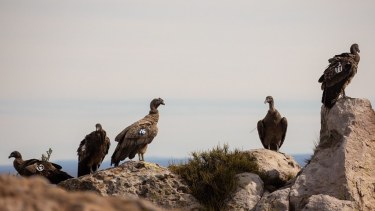 Desde el programa piden que los molinos del parque eólico se instalen lejos de los cóndores. (https://www.facebook.com/ProgramaConservacionCondorAndino).-