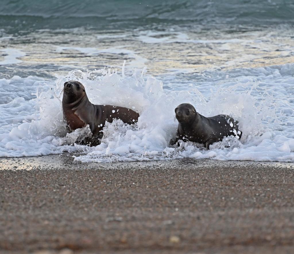 Dos lobitos marinos disfrutan del mar en Punta Norte, Chubut. Foto: Maxi Jonas.