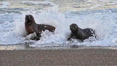 Dos lobitos marinos disfrutan del mar en Punta Norte, Chubut. Foto: Maxi Jonas.