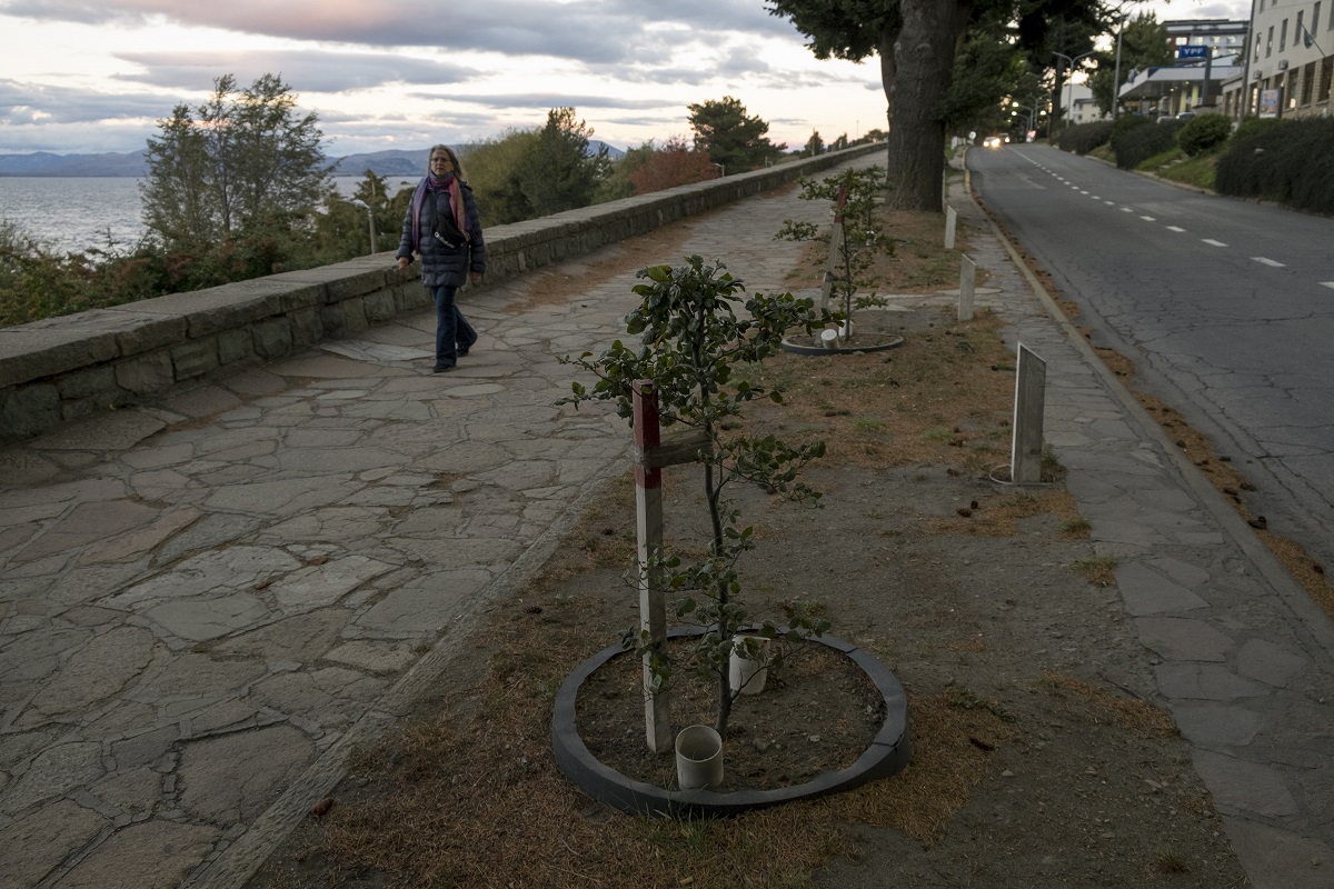 En la Costanera de Bariloche quitaron algunos pinos y plantaron especies nativas que ya toman tamaño. Foto: Marcelo Martinez