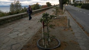El arduo trabajo de recuperar y extender el arbolado urbano en Bariloche