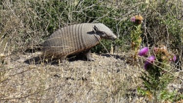 Los investigadores científicos estudian el lugar por sus endemismos: habitan allí especies de animales y plantas que no están en otros lugares del mundo