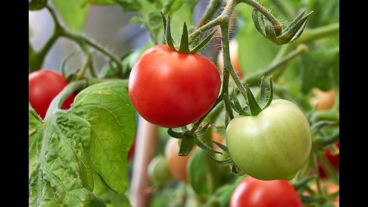 Los tomates también contienen licopeno, que favorece la protección de las células frente al estrés oxidativo