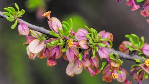 Plantas autóctonas: Monte negro, la Santa Rita espinosa