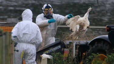La familia del niño cría gallinas en su casa, informaron las autoridades locales. 