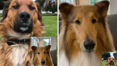 Brownie, el Primer Perro de Chile, le obsequió una alfombra olfativa a Dylan, el perro de Alberto Fernández. 