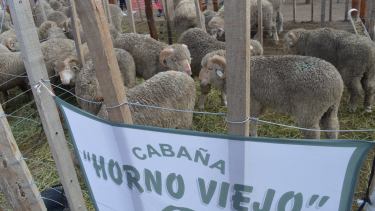 Cabañas ovinas, caprinas y bovinas participaron de la feria. Foto: gentileza. 
