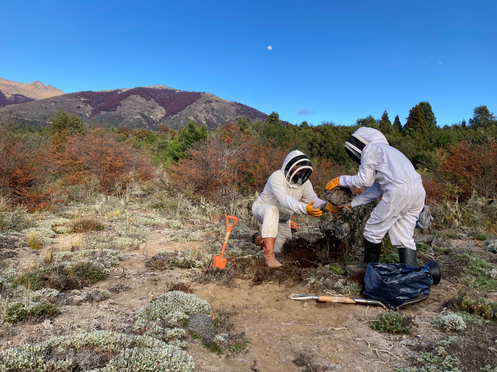Investigadores del INTA y el Conicet de Bariloche sacan un nido de la avispa chaqueta amarilla. Foto: gentileza