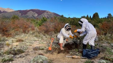 Conocé la curiosa relación entre un sauce, un pulgón y el aumento de las chaquetas amarillas