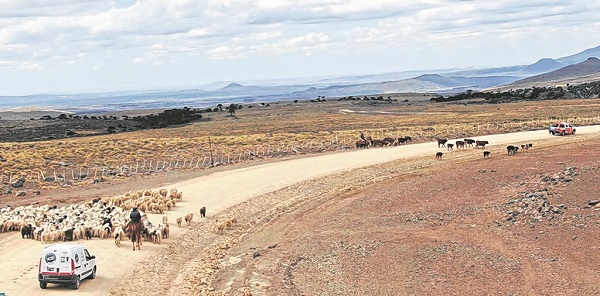 La trashumancia es un sistema de pastoreo tradicional en el centro y norte de Neuquén. (Neuquén informa)