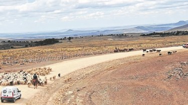 La trashumancia es un sistema de pastoreo tradicional en el centro y norte de Neuquén. (Neuquén informa)