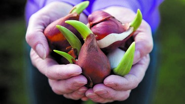 Bulbos: plantar en otoño para disfrutar después