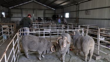 Este año el Presupuesto de  la Ley Ovina para Río Negro es de $ 49,5 millones. Foto: José Mellado.