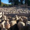 Imagen de Una propuesta legislativa pretende que ingresos de la minería se direccionen al desarrollo ovino