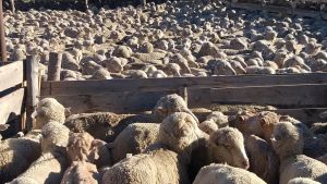 Massa prometió liberar un fondo de $ 850 millones para la producción ovina en la Patagonia