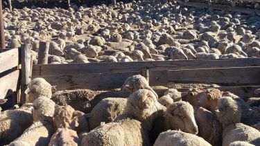 El fondo creado con la actualización de la Ley Ovina apunta a la promoción y la sustentabilidad de la actividad productiva.