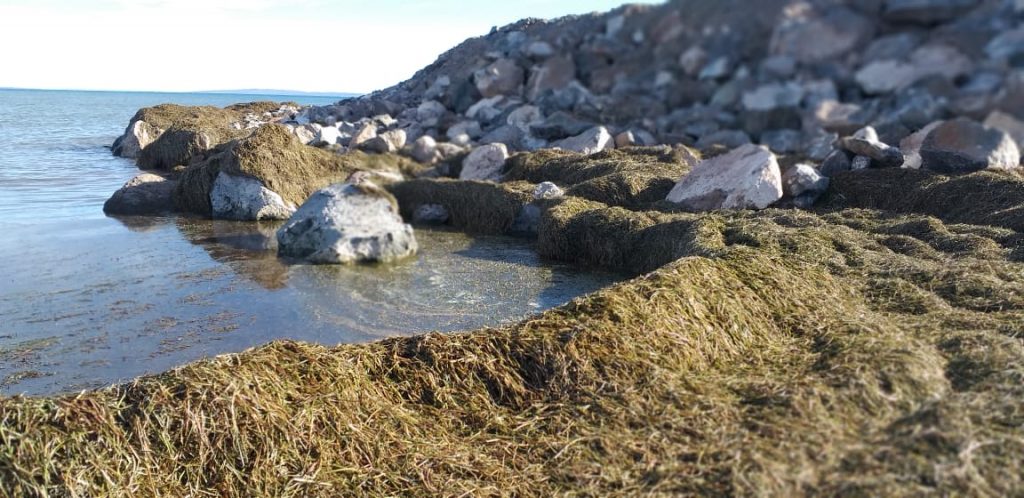 Acumulación extraordinaria de algas. Foto Mario Rojas