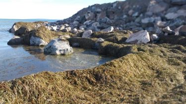 Acumulación extraordinaria de algas. Foto Mario Rojas