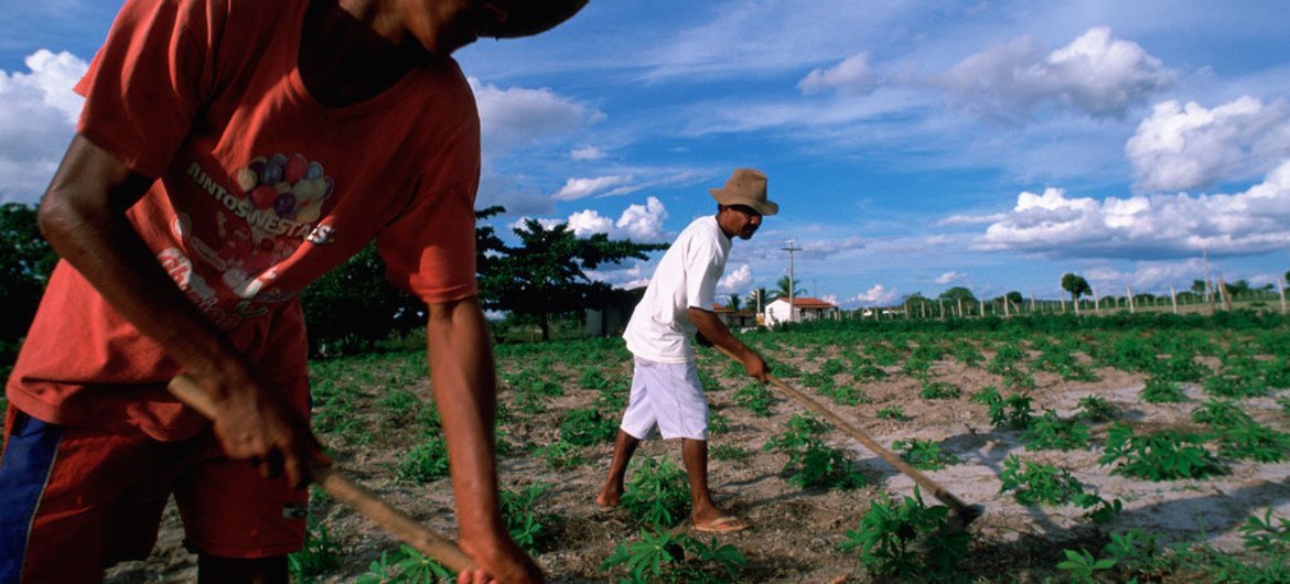 El 92% de las tierras indígenas de cuatro países almacenan más dióxido de carbono del que emiten. Cada hectárea captura una media de 30 toneladas de carbono cada año. Crédito: ONU