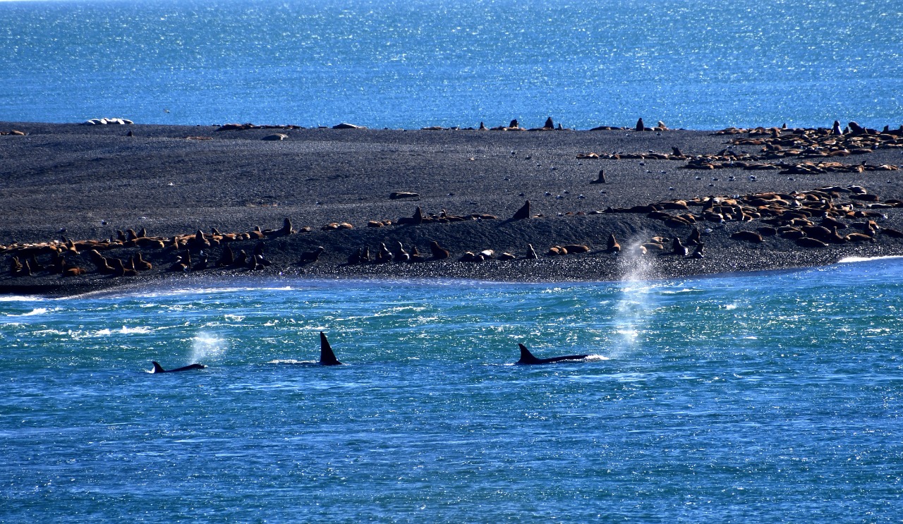 Un grupo de orcas cerca de la costa donde encallan para cazar lobos marinos en Península Valdés, Chubut, Patagonia. @foteropatagónico. 
