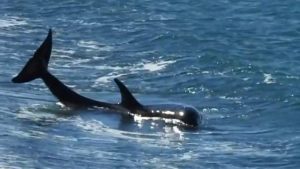 Orcas que varan para cazar lobos marinos en Chubut: «Todavía no lo puedo creer»