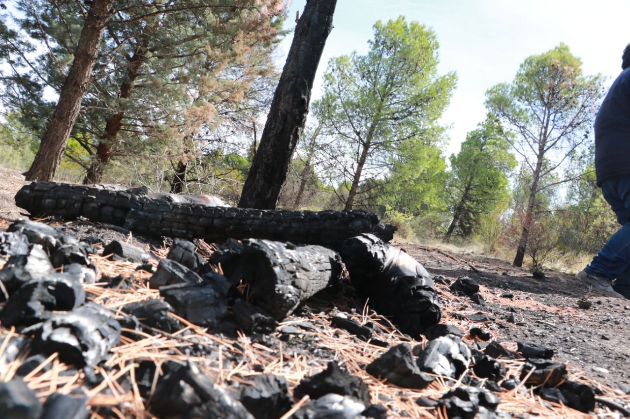 El fuego dañó un área de pinos en el Parque Norte. Foto: Prensa Municipal.