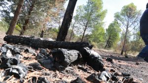 Lograron detener seis focos de incendio intencionales en el Parque Norte de Neuquén